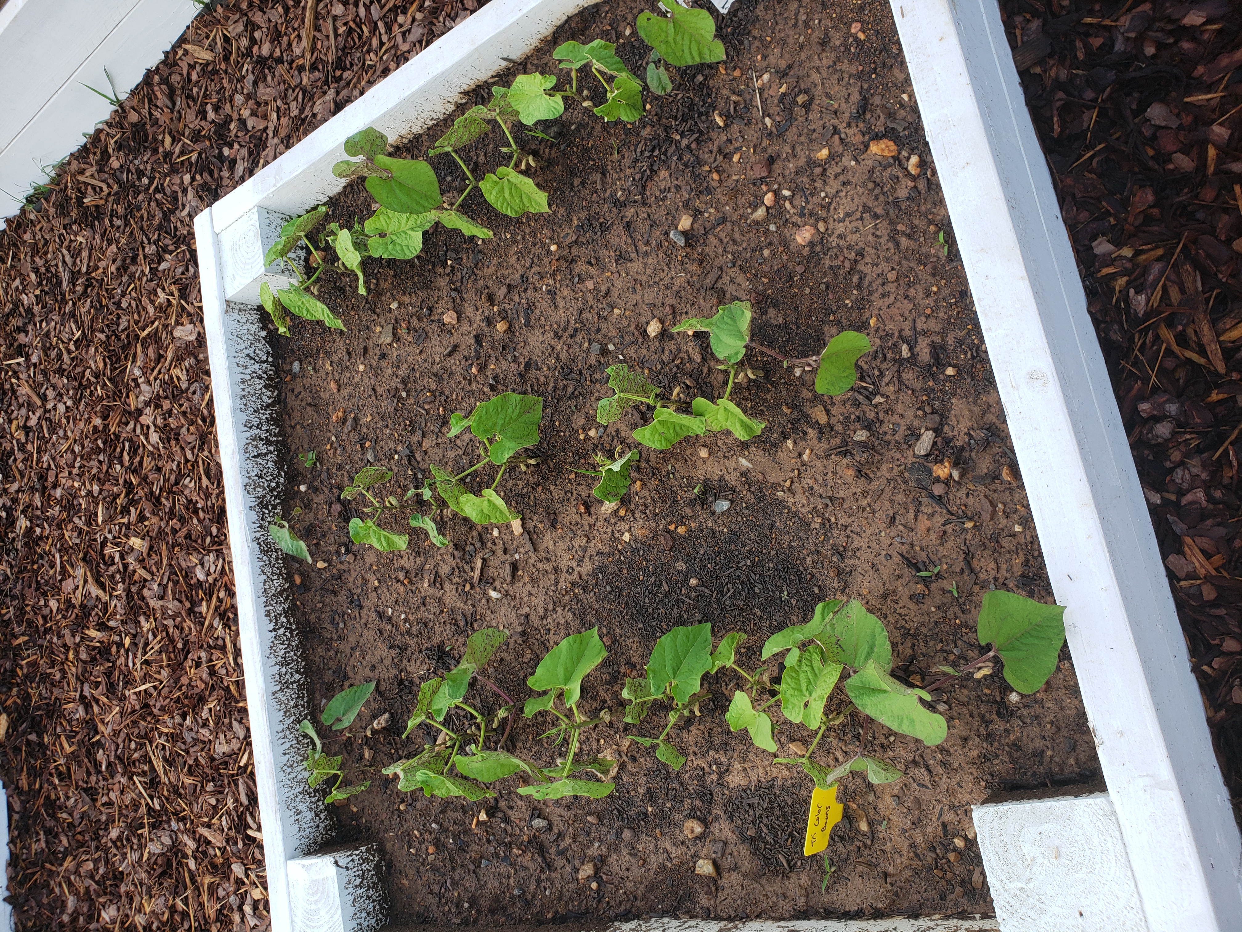 Bean plants