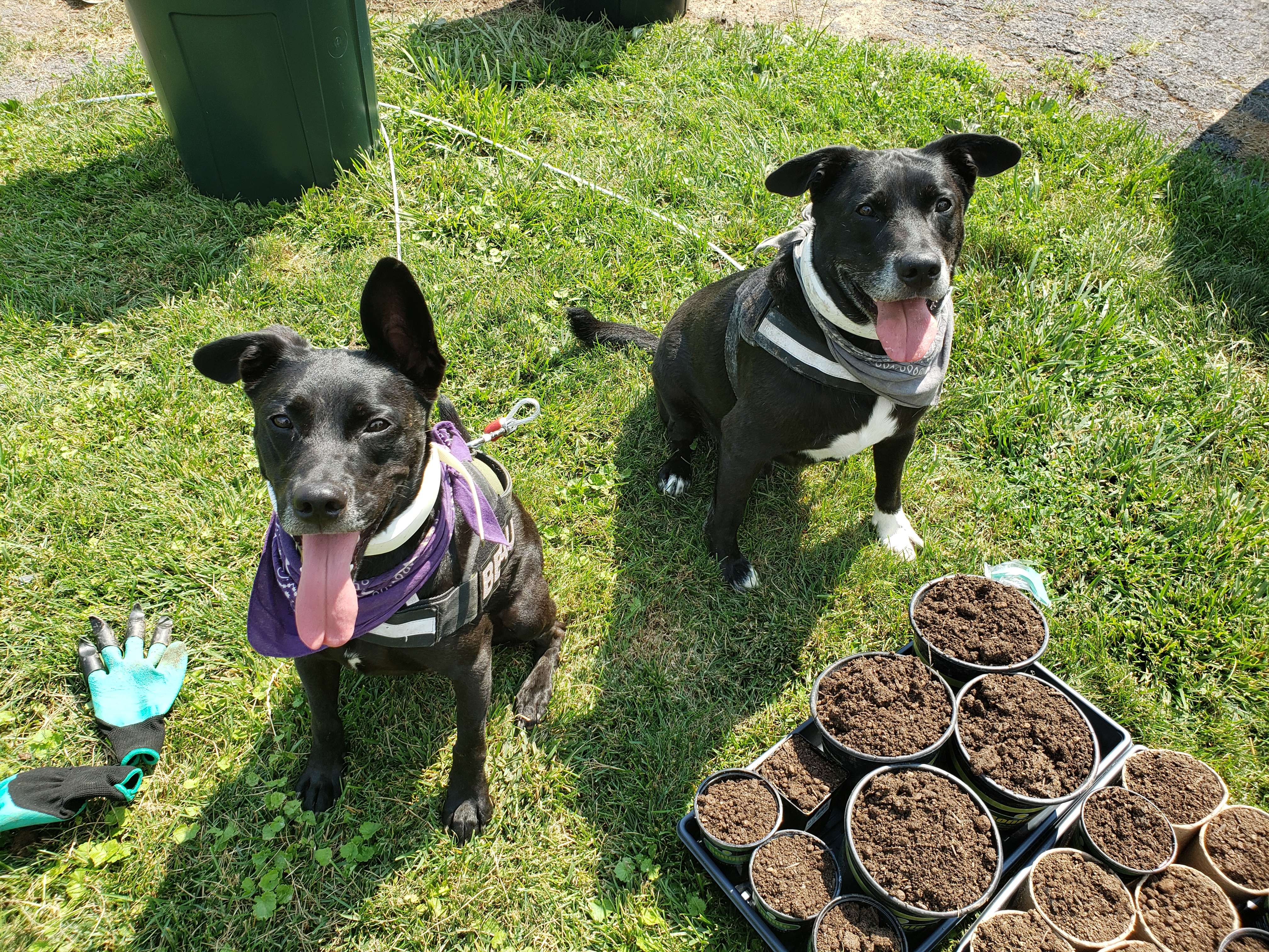 Beau and Jacques