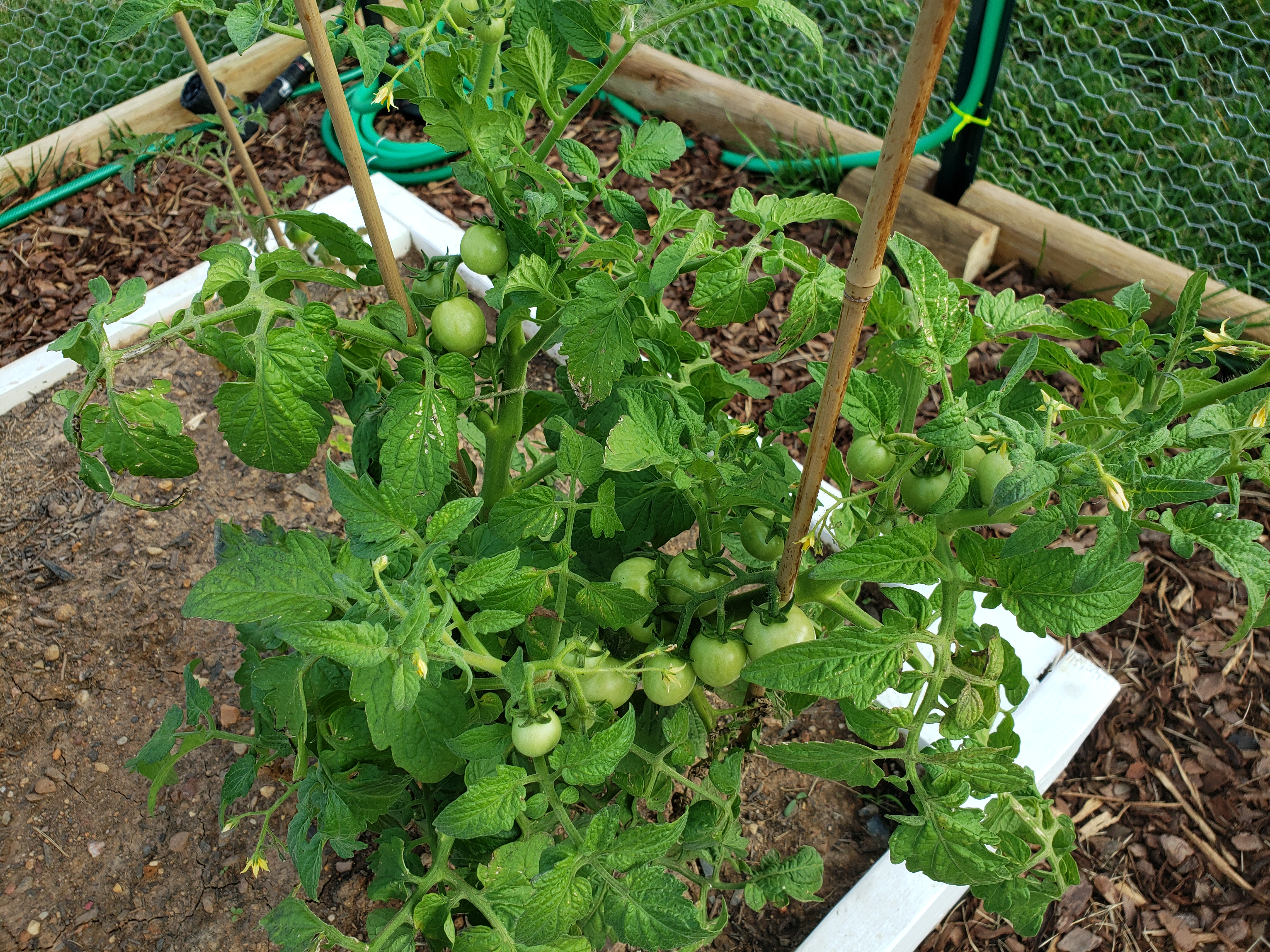 Green tomatoes