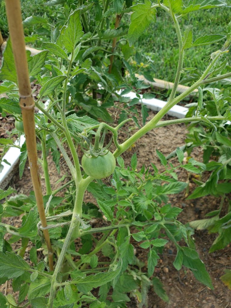 Big Tomato