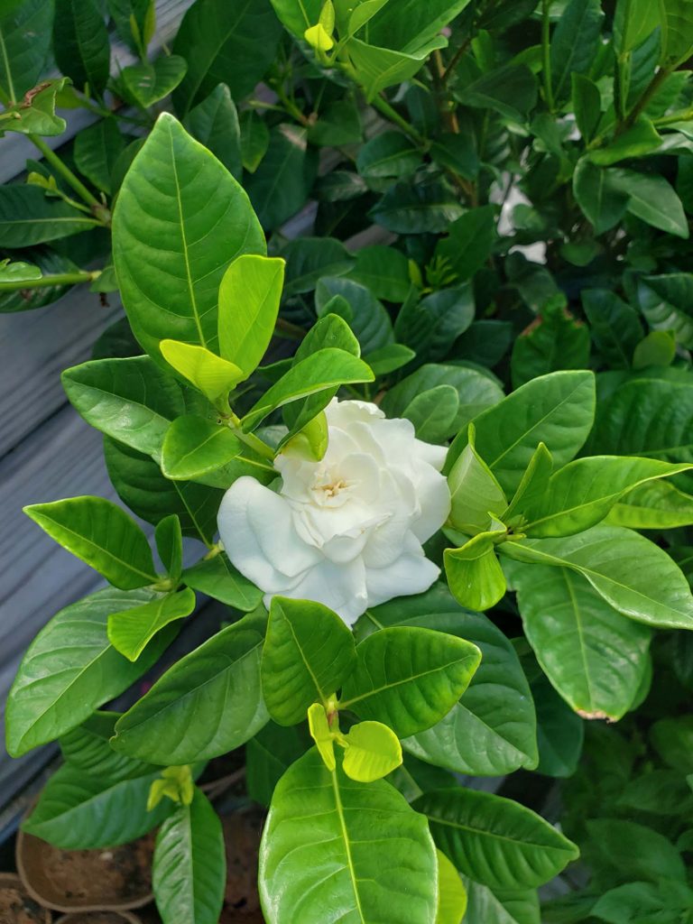 Gardenia