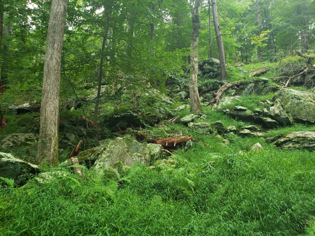 Woods