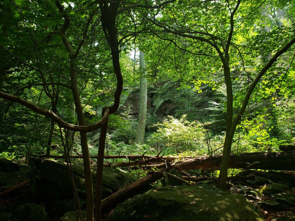 Woods