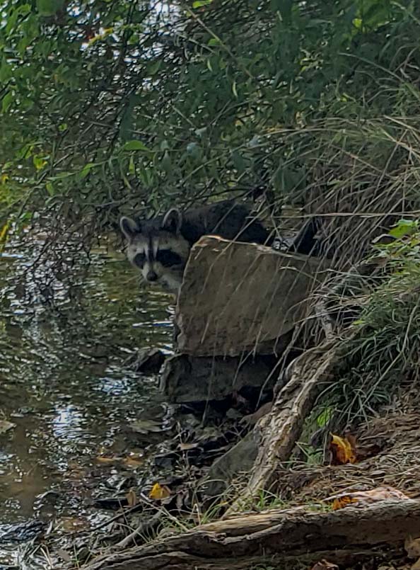 Close up of racoon