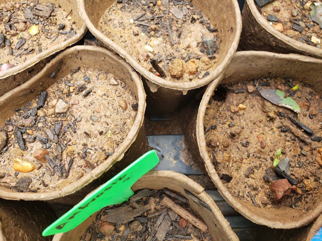Seedlings?