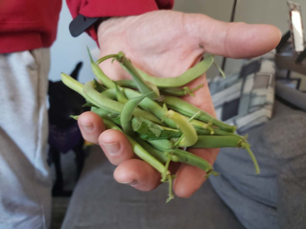 Actual beans
