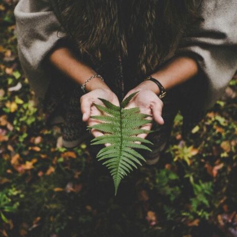 Woman'shands holding a leaf with a forest in the background