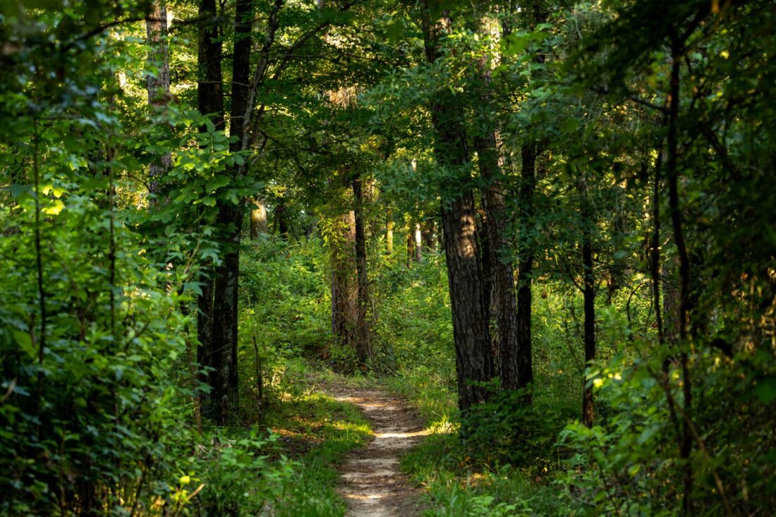 A path leading through the woods