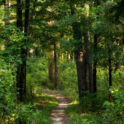 A path leading through the woods