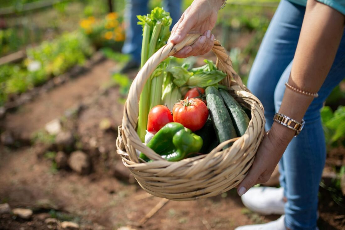 A woman's hands holding a basket full of vegetables with a garden in the background