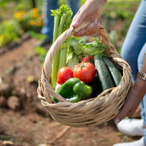 A woman's hands holding a basket full of vegetables with a garden in the background